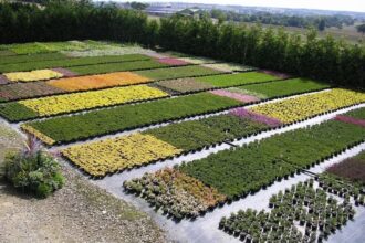 Plantes variées et verdoyantes de la pépinière Bonventre