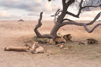 lion majestueux dans son habitat naturel en Afrique du Sud