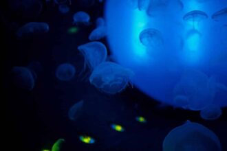 Aquarium breton présentant la faune marine locale et l'éducation interactive