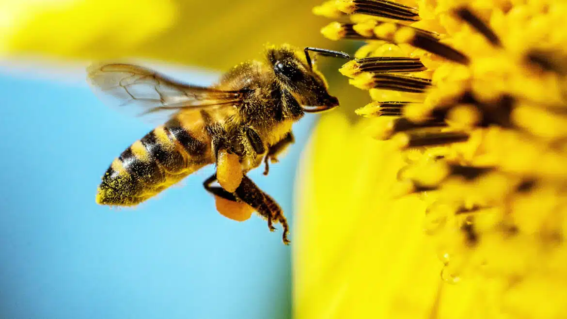 3 raisons pour lesquelles vous devriez consommer de la gelée royale