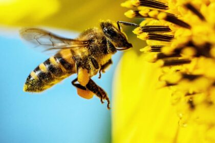 3 raisons pour lesquelles vous devriez consommer de la gelée royale